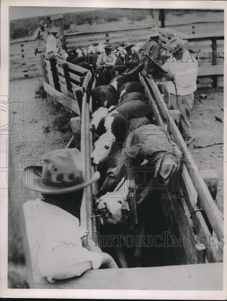 1937 Press Photo A cowboy cuts horns off a steer in corrals chute - Historic Images