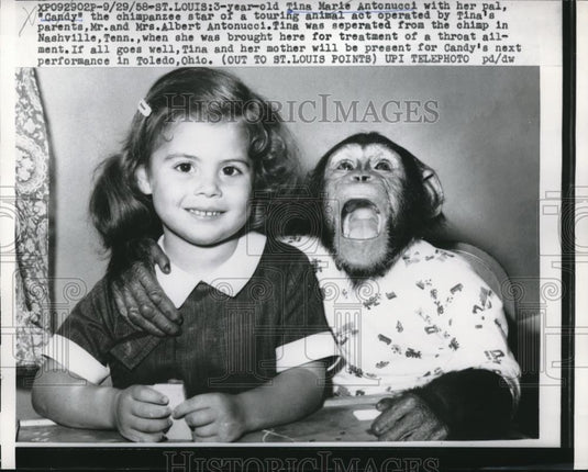1958 Press Photo St Louis, Mo. Tina M Antoucci, age 3 & chimp Candy - neb85158 - Historic Images