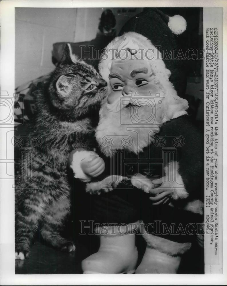 1971 Press Photo Zanesville, Ohio Kitten Max at animal shelter with a Santa toy - Historic Images