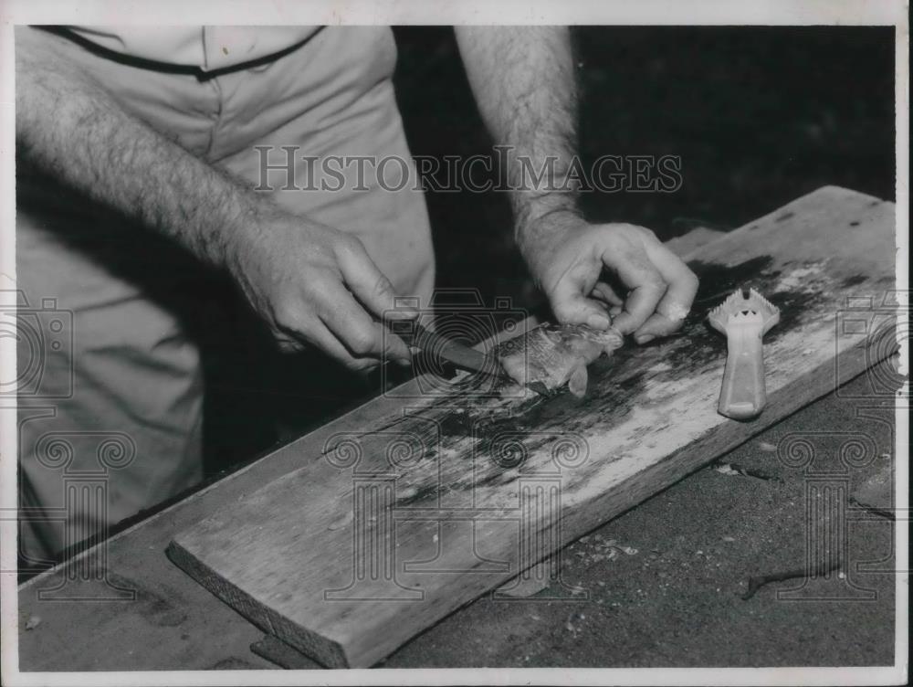 1958 Press Photo Cutting Fillets from Bluegill - Historic Images