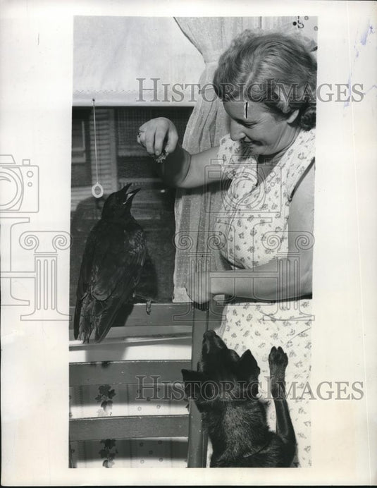 1947 Press Photo Oyster Bay, NY Mrs Neil Walling & her pet crow - Historic Images