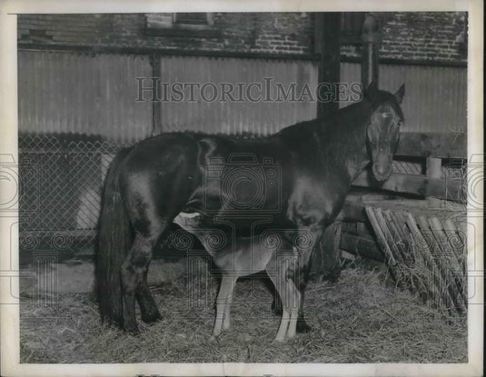 1946 Press Photo Rodeo Mare Named "Dynamite" Gave Birth To A Filly At Madison - Historic Images