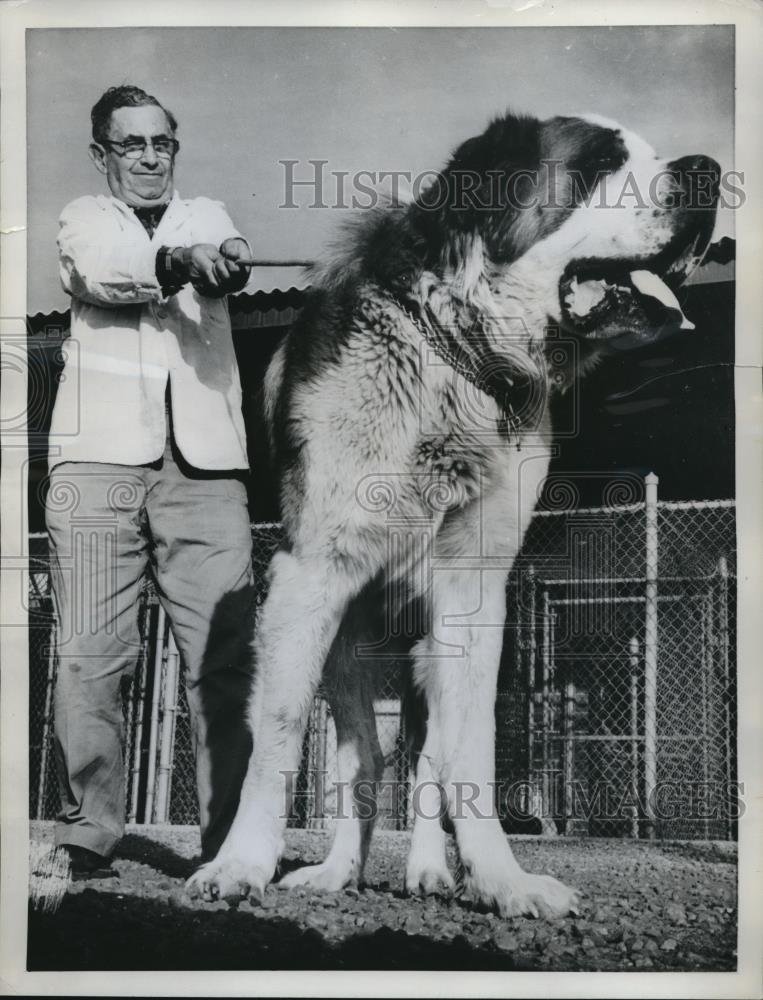 1961 Press Photo Sam the 200 pound 4 feet tall St Bernard returns to pound - Historic Images