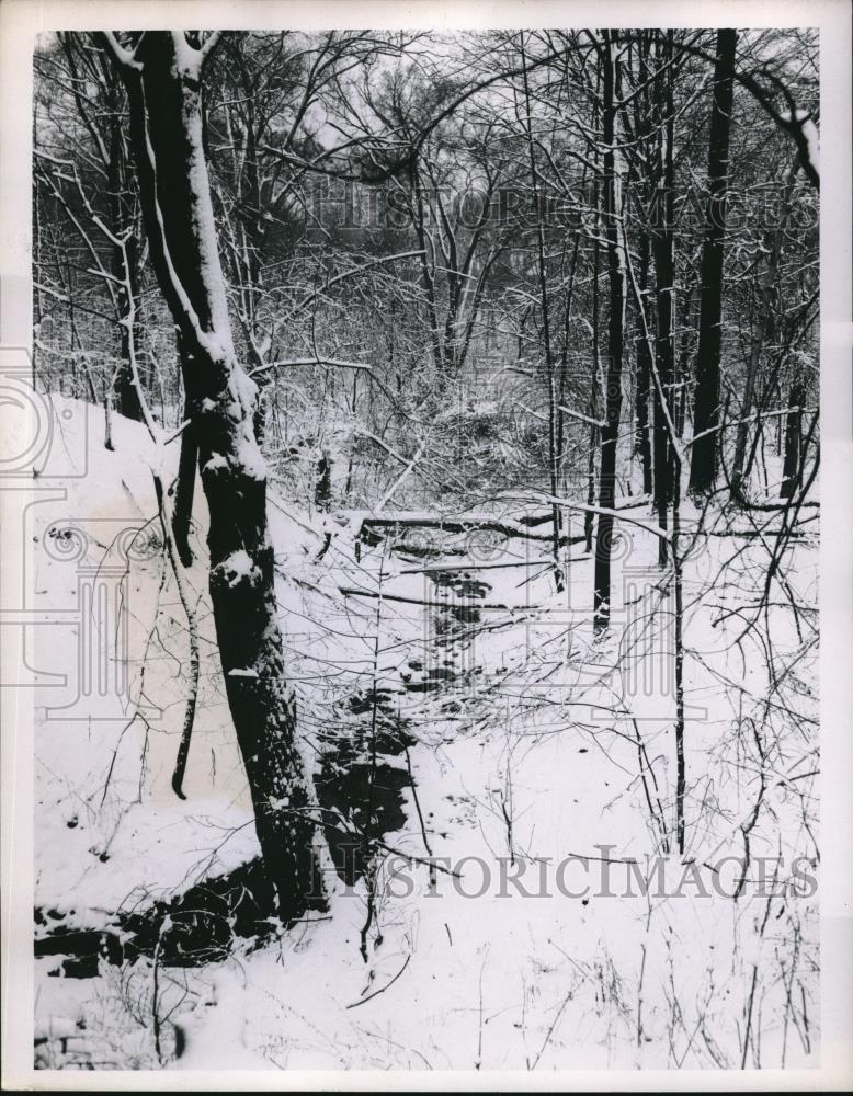 1955 Press Photo A creek running thru snow covered woods - Historic Images