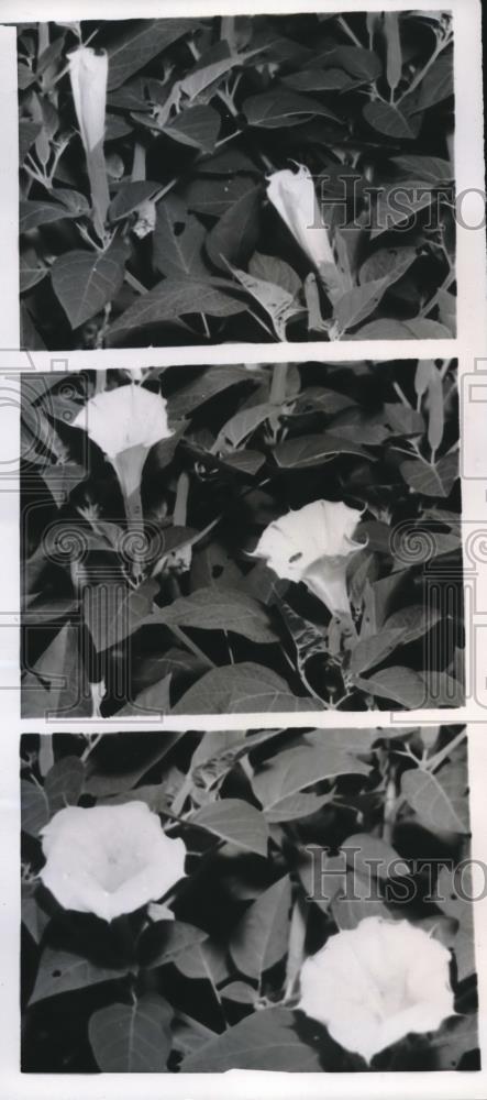 1956 Press Photo Night Blooming Moonflowers Took 40 Minuted for Flower to Open - Historic Images