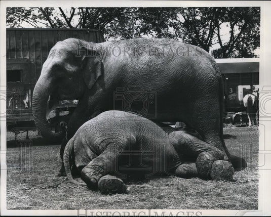 1958 Press Photo Oconomowo, Wis. Two elephants with Hagen Bros. Circus - Historic Images