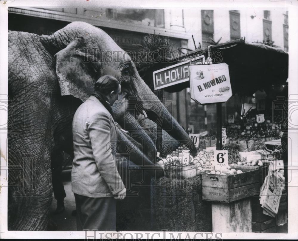 1955 Press Photo London, England A elephant &amp; handler at a fruit stand - Historic Images