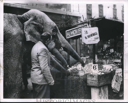 1955 Press Photo London, England A elephant & handler at a fruit stand - Historic Images