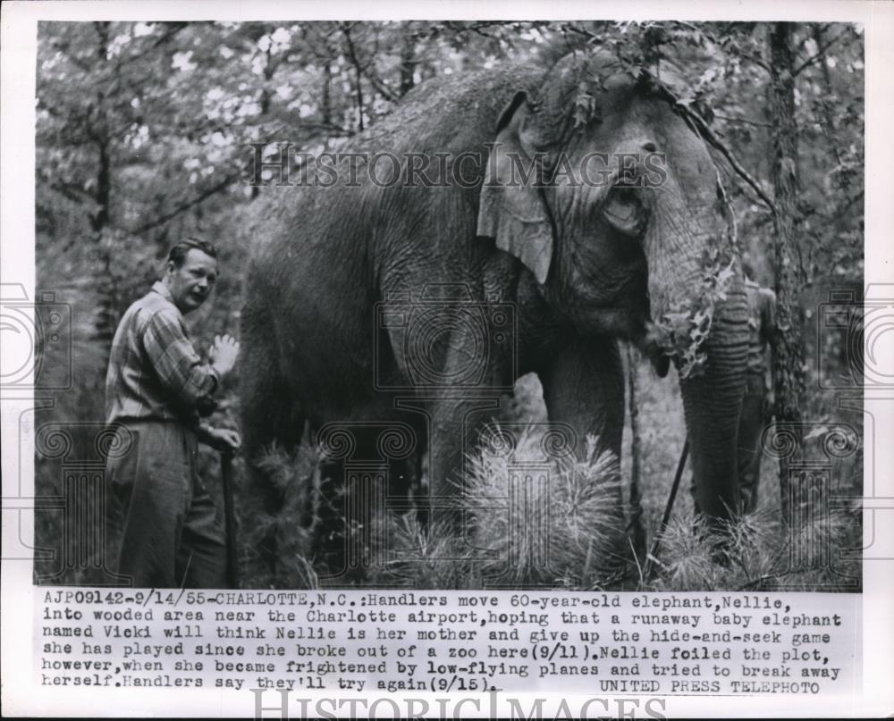 1955 Press Photo Charlotte, N,C handlers &amp; 60 yr old elephant - Historic Images