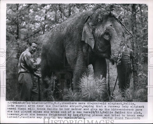 1955 Press Photo Charlotte, N,C handlers & 60 yr old elephant - Historic Images