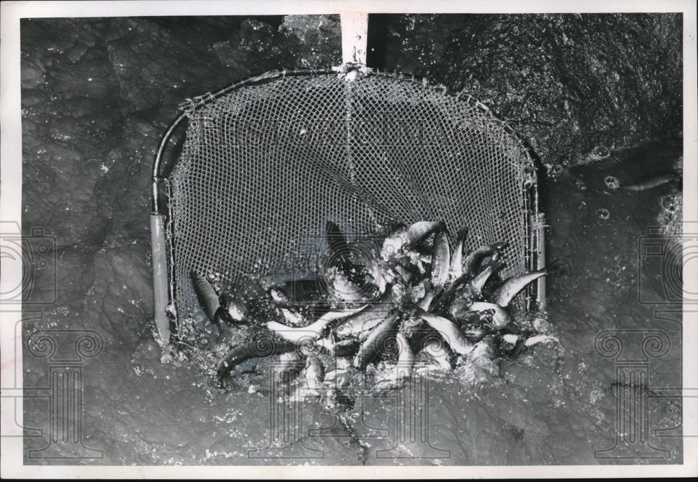 1969 Press Photo A net full of Coho salmon stocked to pond by Ohio wildlife div. - Historic Images