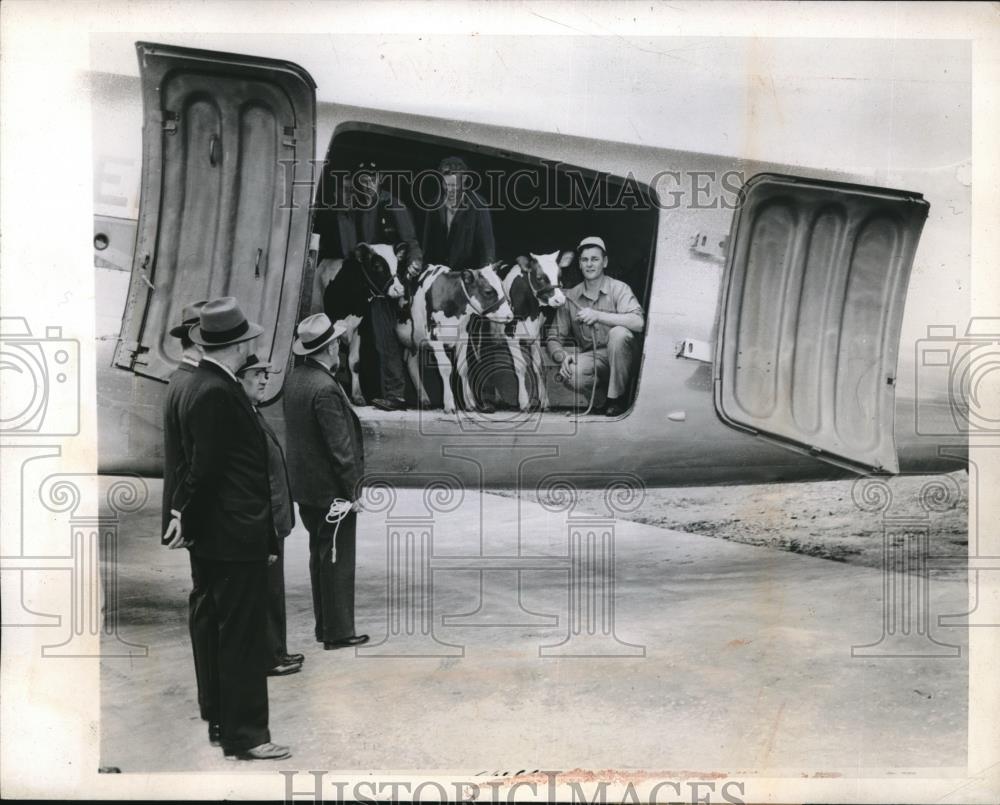 1945 Press Photo Air Transportation for 10 Ayrshire Dairy Cattle to South Americ - Historic Images