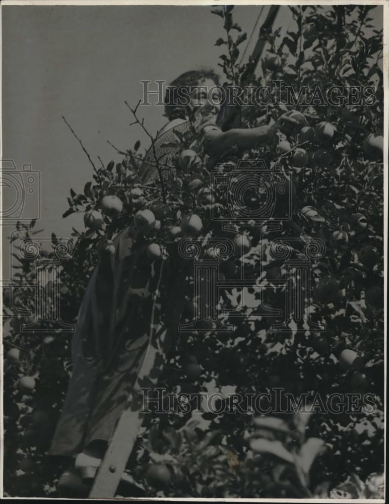 1937 Press Photo Eva Flicke Apple Tree Orchards - neb87141 - Historic Images