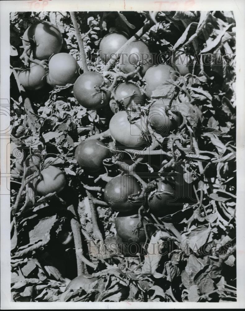 1967 Press Photo All-America hybrid tomato plant in 1967 - Historic Images