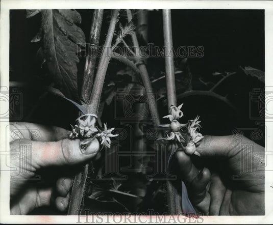 1968 Press Photo mato blossom cluster one sprayed & one not - Historic Images