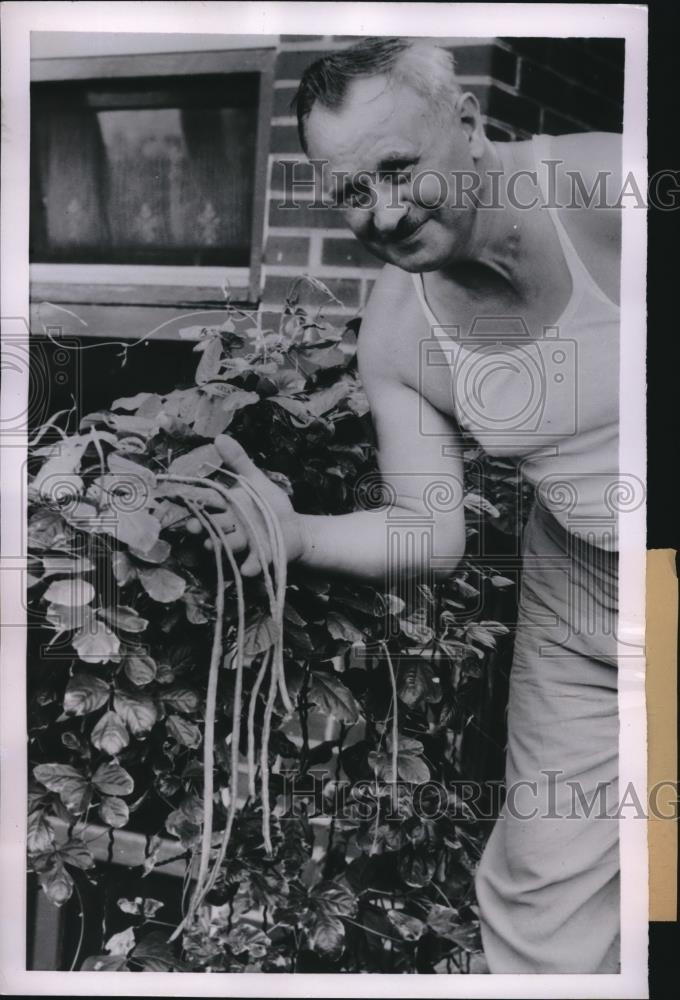 1954 Press Photo Joseph Remes shows off his 20-inch-long string beans - Historic Images