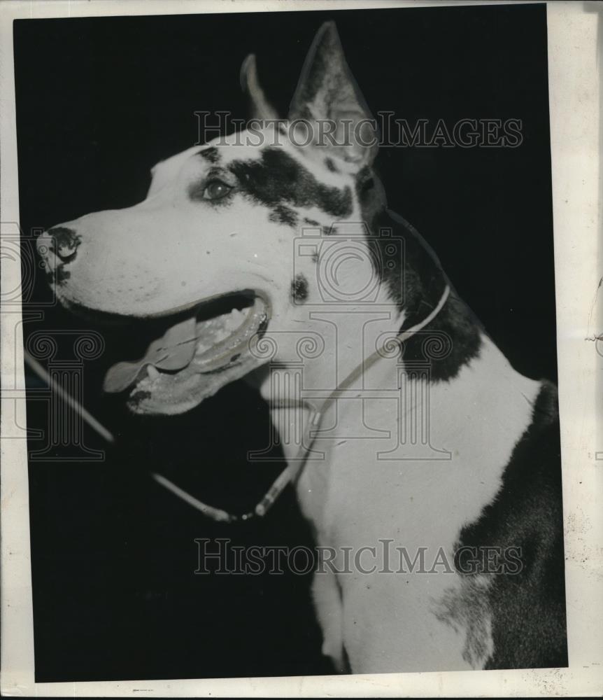 1937 Press Photo Champion great dane &quot;Herold Von Ludwigskumel&quot; at show - Historic Images