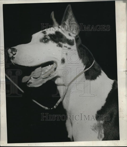 1937 Press Photo Champion great dane "Herold Von Ludwigskumel" at show - Historic Images