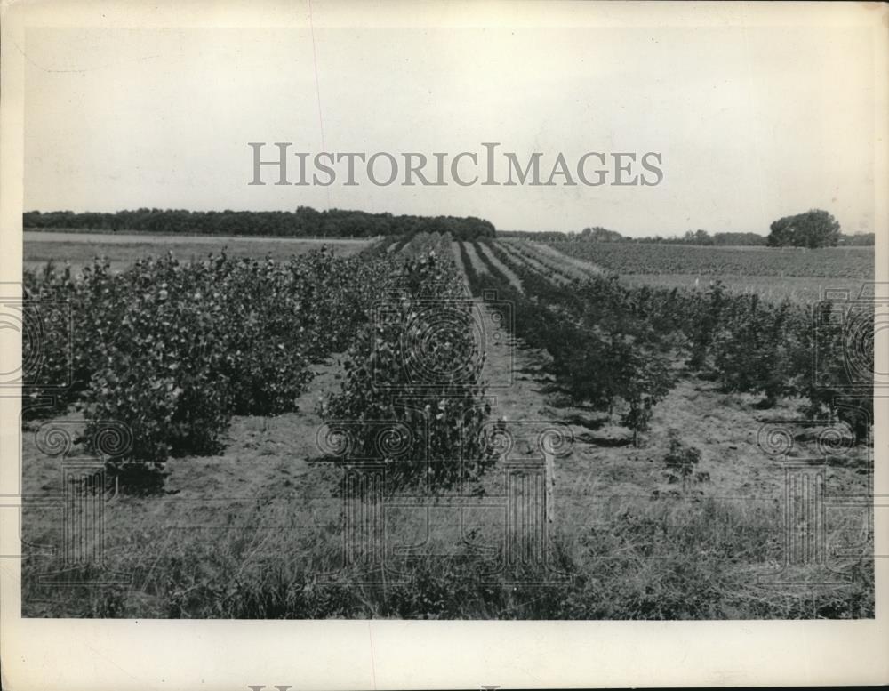 1937 Press Photo Crop pf Green Ash, Russian Olive, Chinese Elm & Cottonwood - Historic Images
