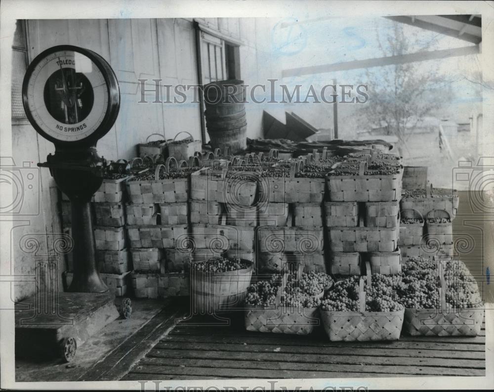 1932 Press Photo Baskets of grapes at scale after harvesting - Historic Images