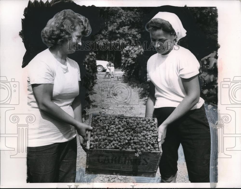 1954 Press Photo Shirley Smith, Barb Kamps harvest grapes in Ohio - neb86719 - Historic Images