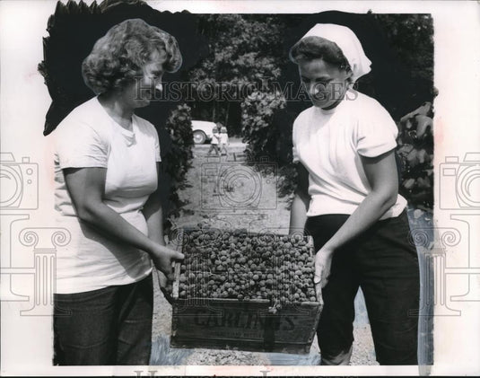 1954 Press Photo Shirley Smith, Barb Kamps harvest grapes in Ohio - neb86719 - Historic Images