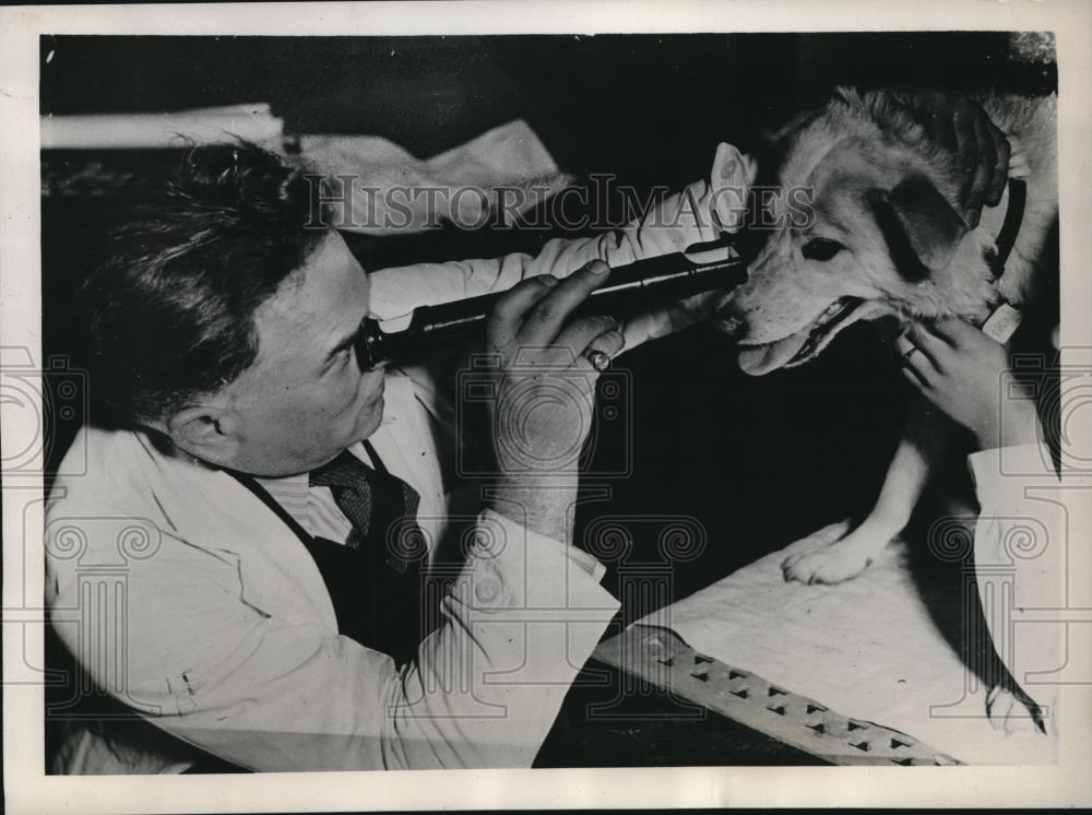 1938 Press Photo Eye Testing Dog in Geneva Switzerland - neb87603 - Historic Images