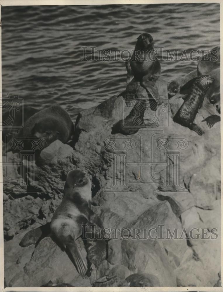 1938 Press Photo Sea lions on the rocky shore along a coastline - Historic Images