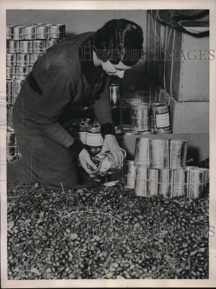 1936 Press Photo Woman packing Windsor Acorns for shipping - Historic Images