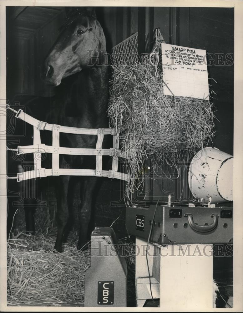 1948 Press Photo Horse Upbeat for film &quot;The Return of October&quot; by Columbia - Historic Images