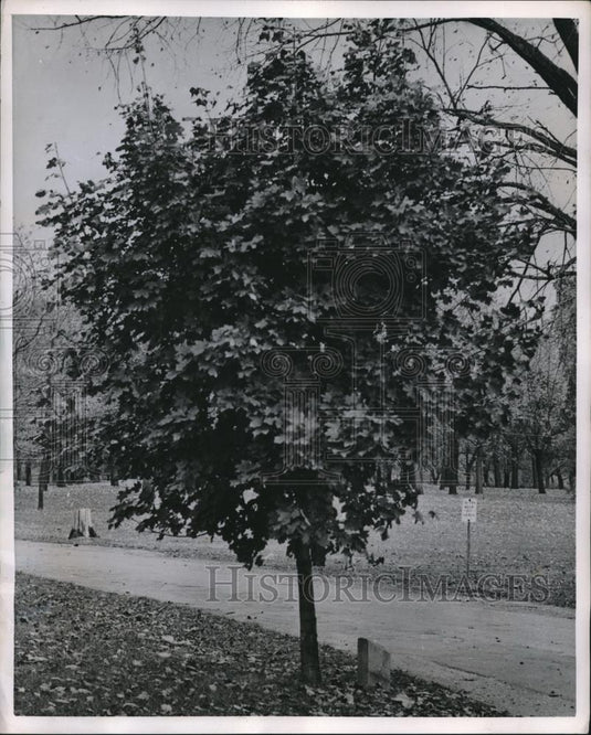 1951 Press Photo Maple Tree Stands In Sylvan Solitude In Columbus Franklin Park - Historic Images
