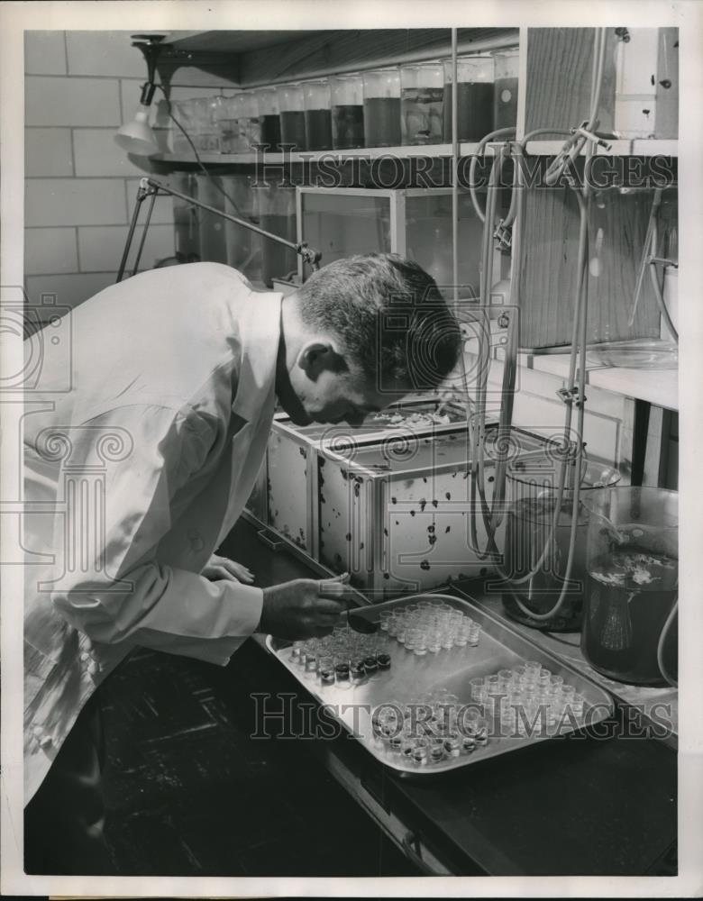 1951 Press Photo Lab Technician Jerome Lannon Growing Snails in Laboratory - Historic Images