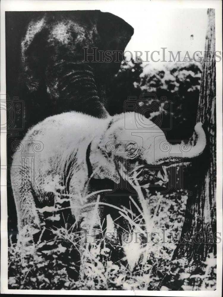 1958 Press Photo White elephant w/ her mother seen in Hopin, Burma - Historic Images