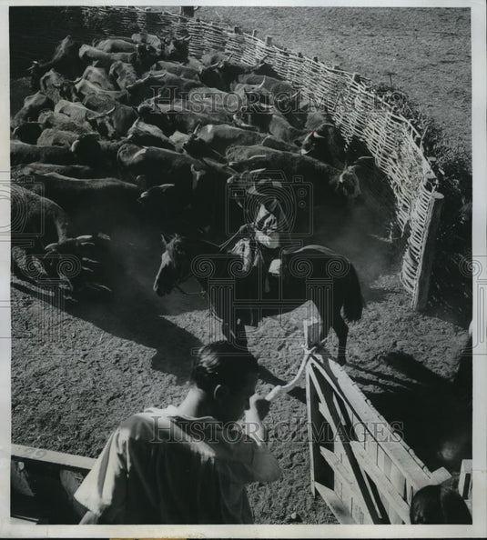 1950 Press Photo Chilean rodeo with cowboys driving a steer - Historic Images