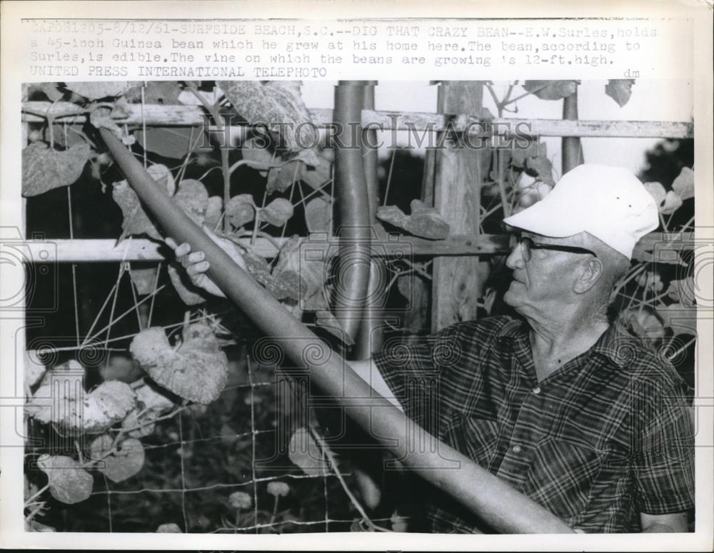 1961 Press Photo EW Surleshold a 45in Guinea bean at his home in Surfside Beach - Historic Images