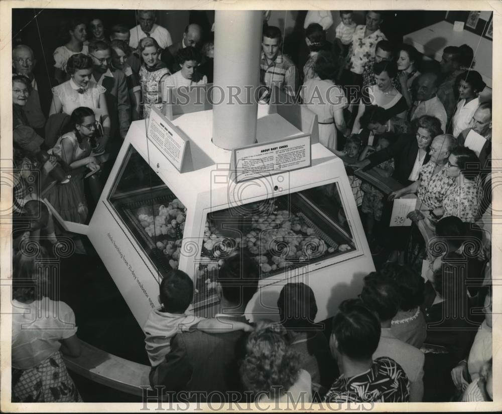 Press Photo Crowd watches baby chicks at Swift &amp; co exhibit at Chicago museum - Historic Images