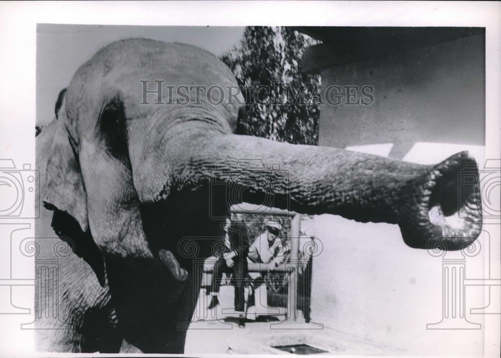 1954 Press Photo A elephant with its trunk fully extended - neb86484 - Historic Images