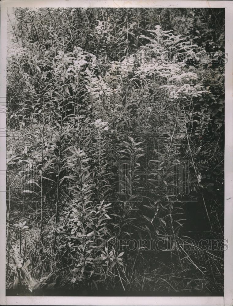 1937 Press Photo Golden Rod Flowering Plant - neb86968 - Historic Images