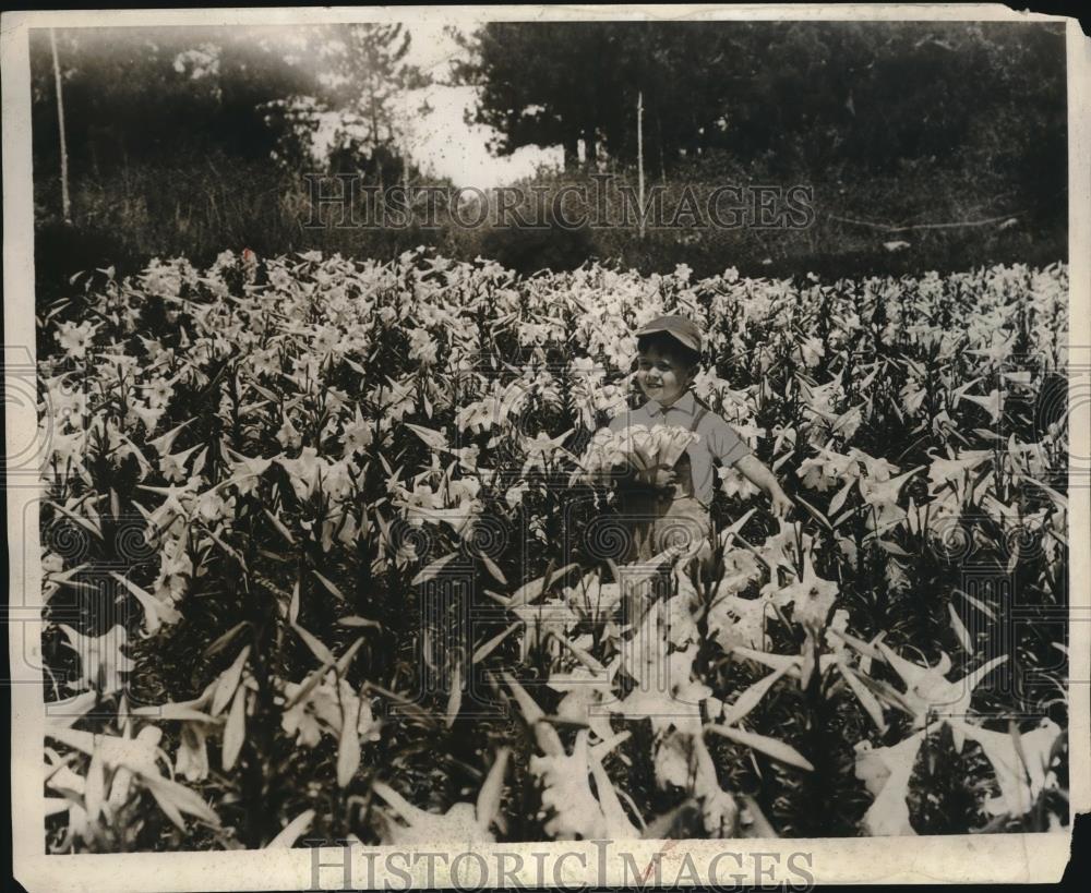 1931 Press Photo Little Boy in a Field of Easter Lilies in Bermuda - neb90052 - Historic Images
