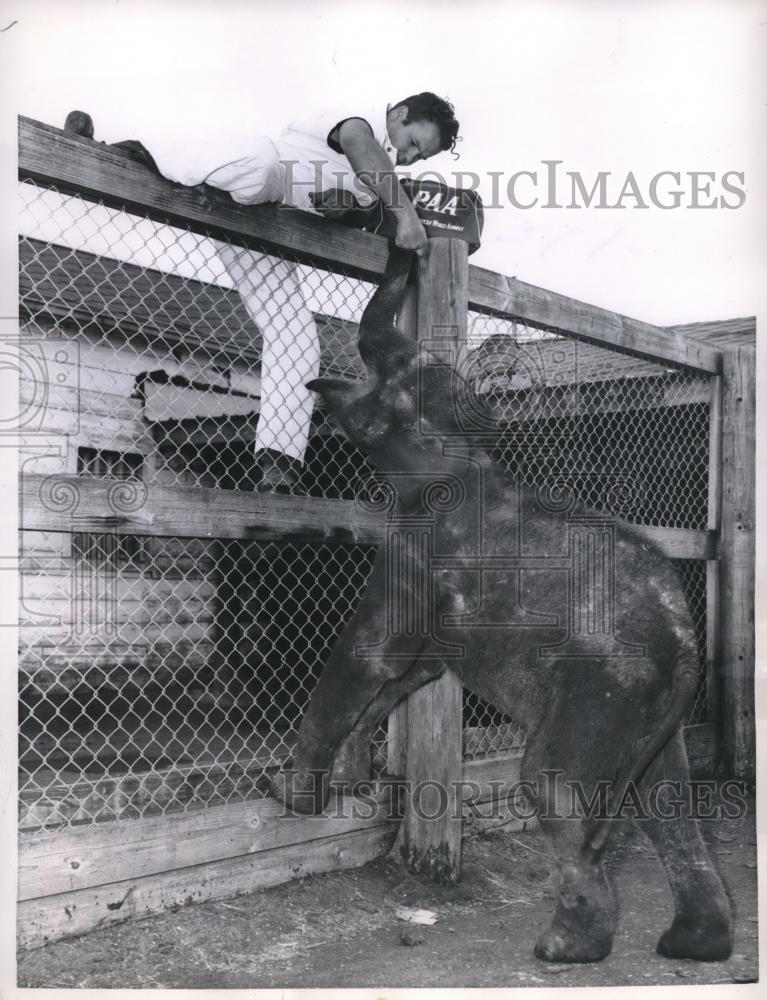 1957 Press Photo Baby elephant being feed by handler Robert Knowles - Historic Images