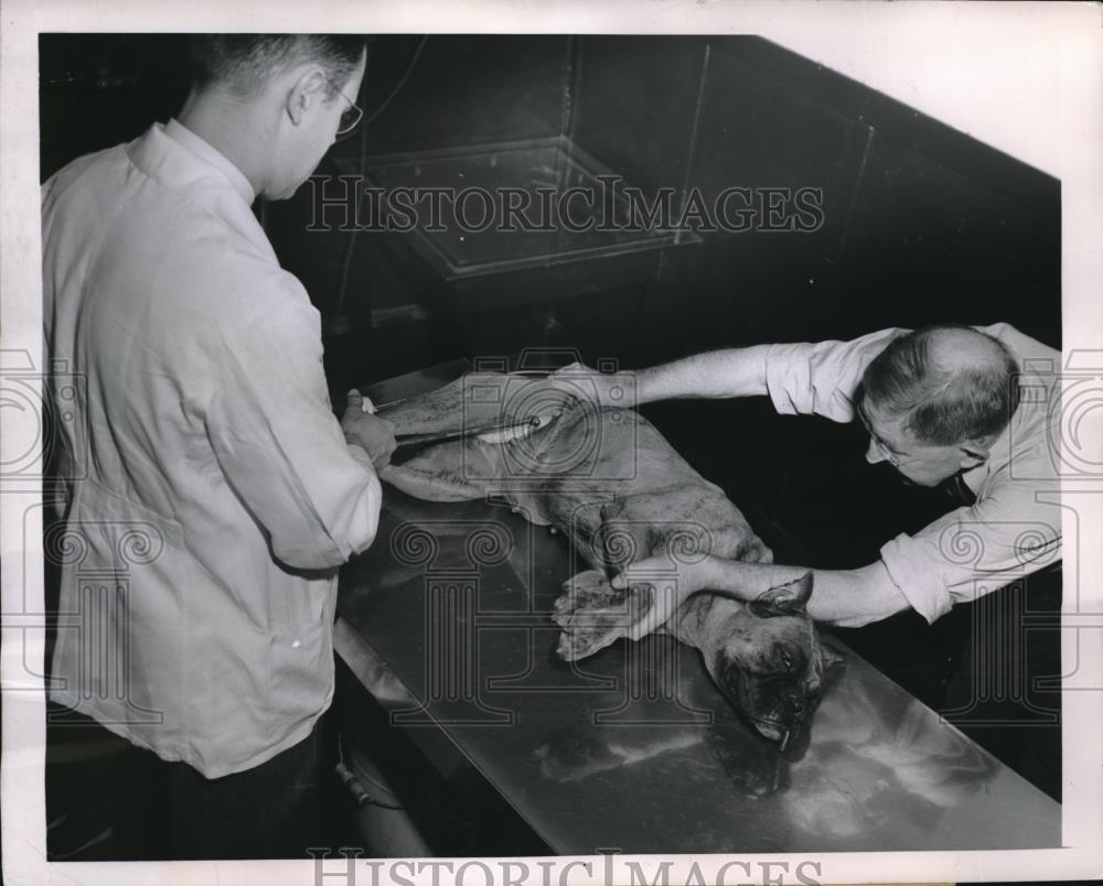 1950 Press Photo Chicago Animal Hospital vets splint a dog&#39;s broken keg - Historic Images