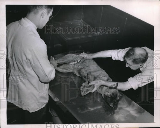 1950 Press Photo Chicago Animal Hospital vets splint a dog's broken keg - Historic Images
