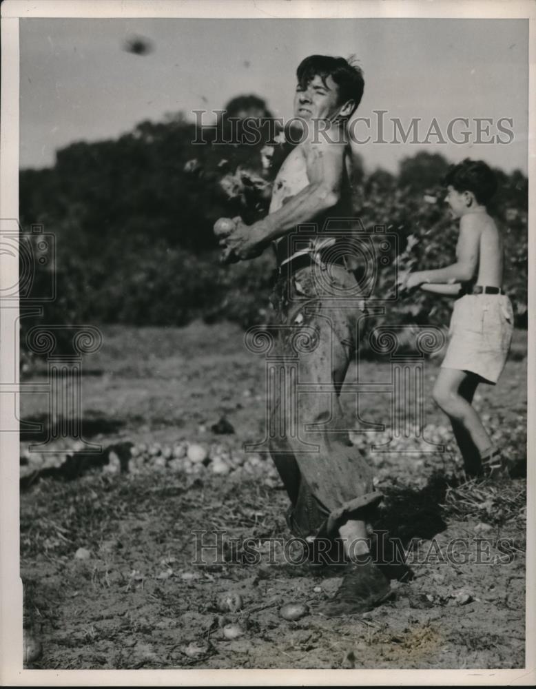 1939 Press Photo Pickers Orange Grove Clearwater Florida - Historic Images