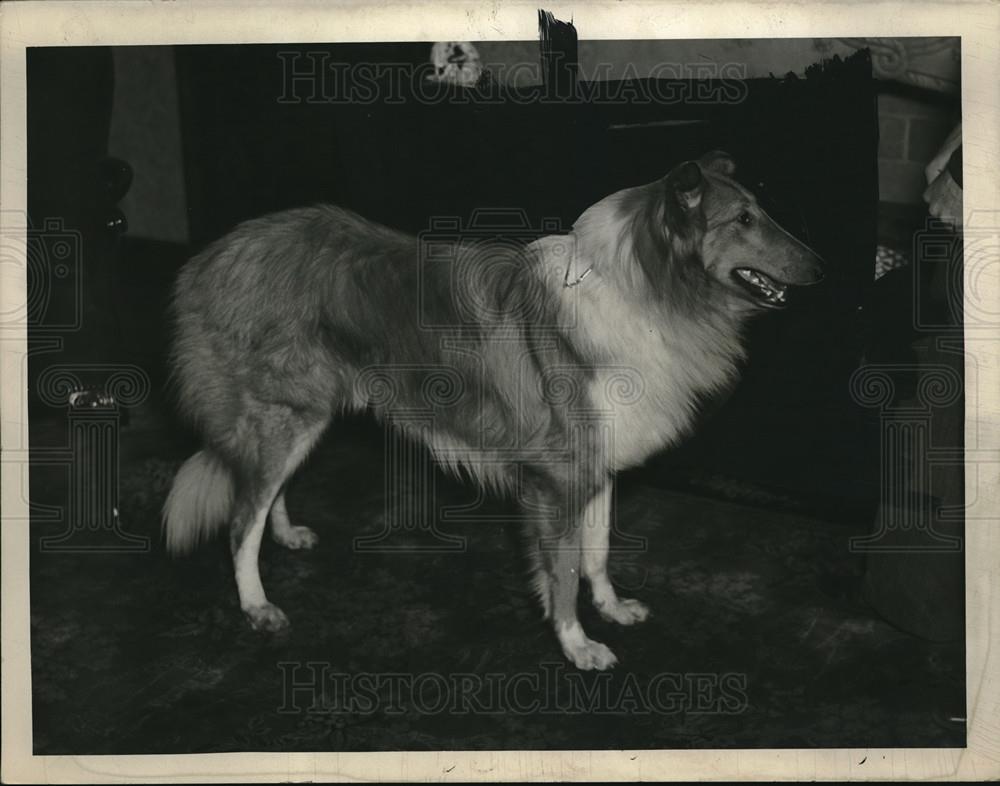 1936 Press Photo Robert Wills&#39; 11 Month-Old Collie - Historic Images