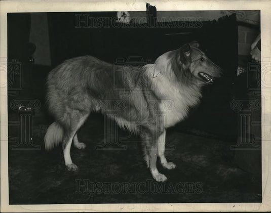 1936 Press Photo Robert Wills' 11 Month-Old Collie - Historic Images