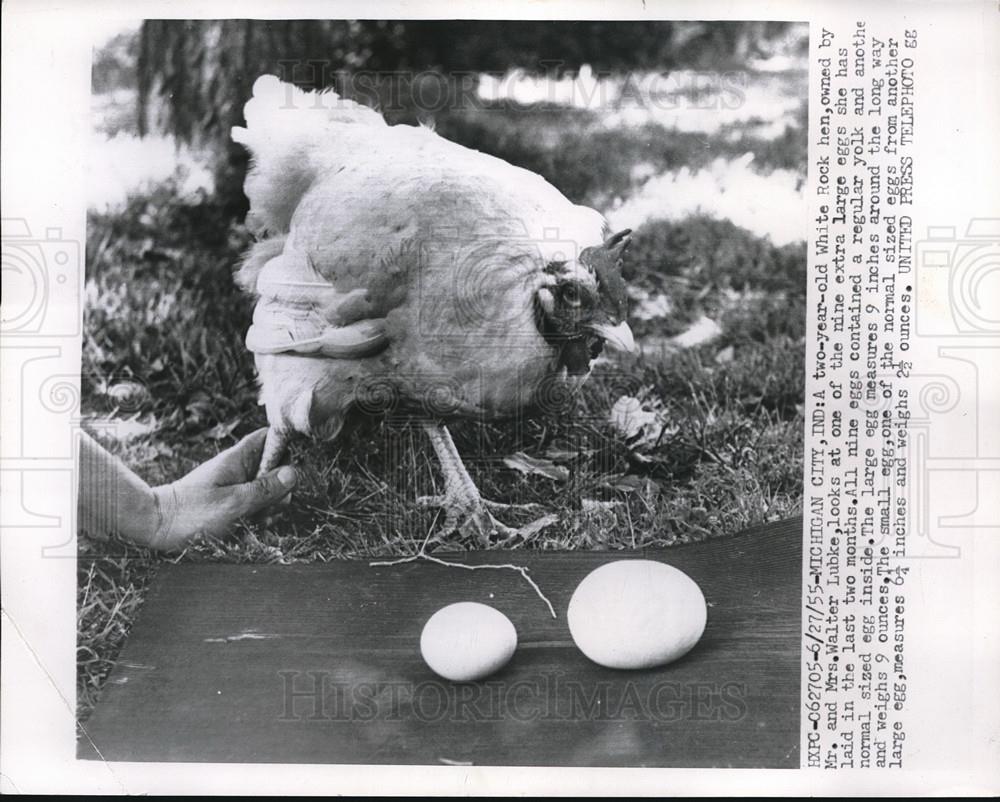 1955 Press Photo 2 yr old White Rock hen lays 9 extra large eggs in 2 months - Historic Images