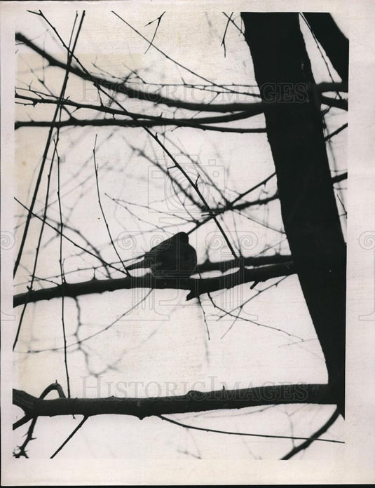 Press Photo Robin Sitting in a Tree of Roy M. Rogers - Historic Images