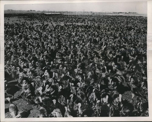 1947 Press Photo Flock of Turkeys at Myhra Foundation Turkey Ranch - Historic Images