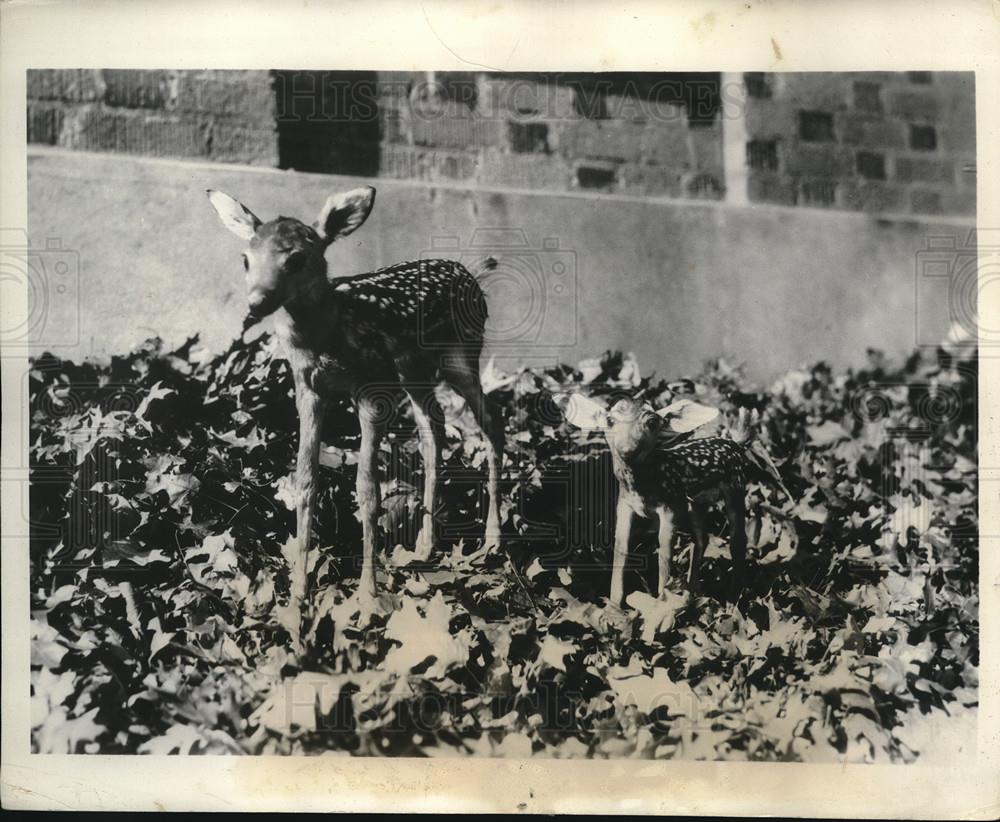 1931 Press Photo Tiny Red or Virginia Deer Lives a Few Days Weighed 1 Lb &amp; 15 Oz - Historic Images