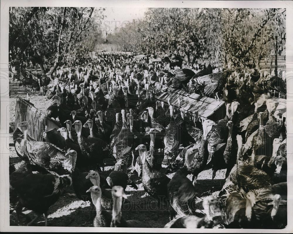 1934 Press Photo Turkeys at O.J. Shelton Turkey Farm at Pomona, California - Historic Images